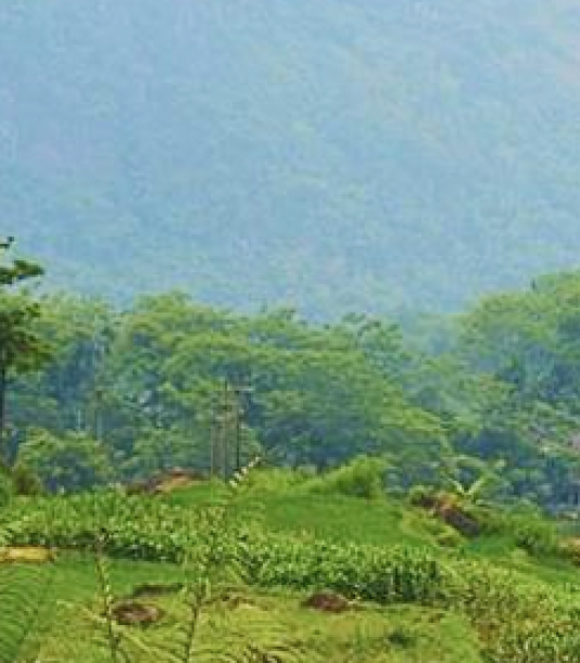 Wellness Escapes