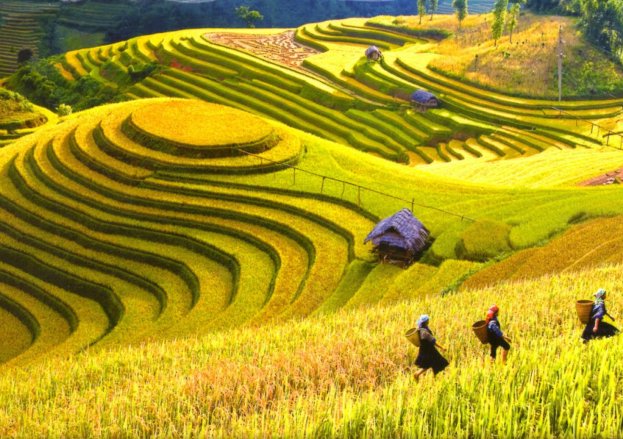 Trek through the terraced hills of Sa Pa and meet Vietnam’s highland cultures