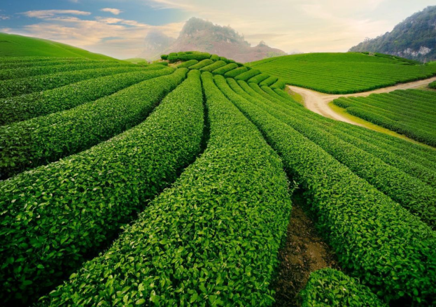 Wander through the Tea Hills of Tan Cuong – The Green Tea Capital of Thai Nguyen