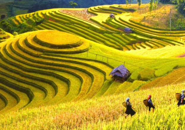 Breathe in the Beauty of Muong Than’s Endless Rice Fields