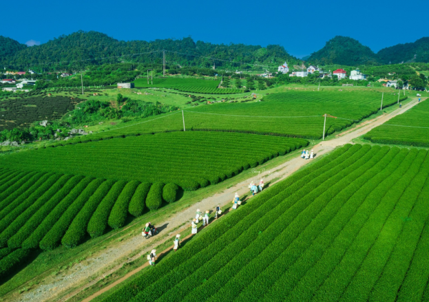 Wander Through the Endless Green of Moc Chau’s Tea Hills