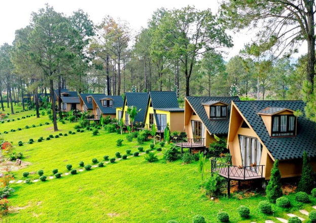Stroll Beneath Tall Pines in the Tranquil Ban Ang Forest