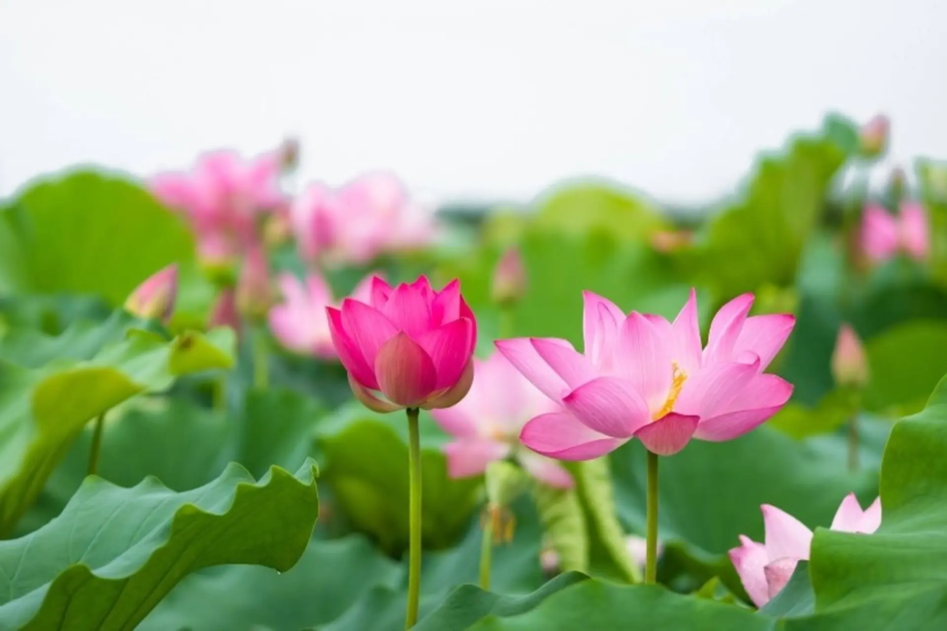 5 Powerful Reasons to Put Vietnam on Your Travel Bucket List