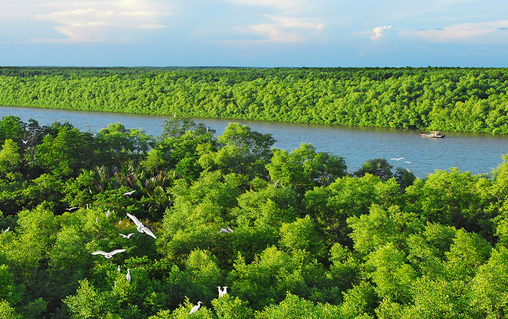 Visit Can Gio to experience Vietnam’s unique mangrove forest