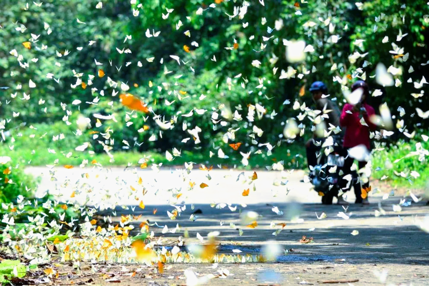 Explore Vietnam’s oldest National Park in Cuc Phuong