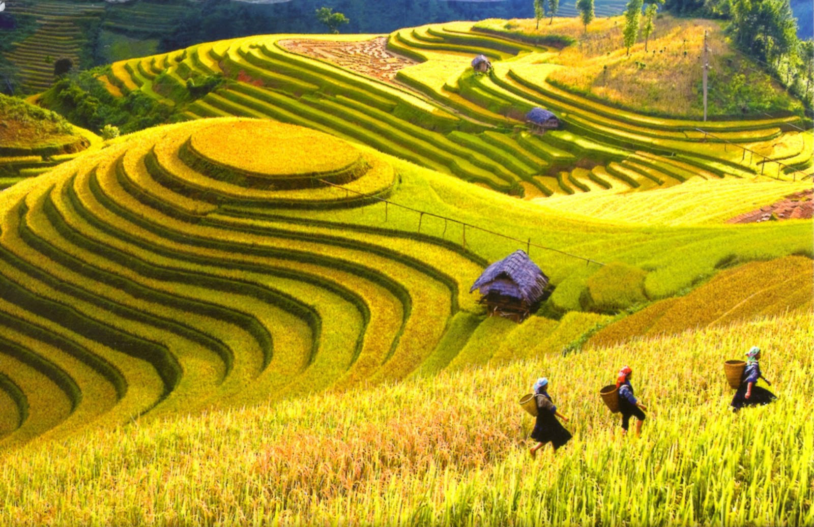Trek through the terraced hills of Sa Pa and meet Vietnam’s highland cultures