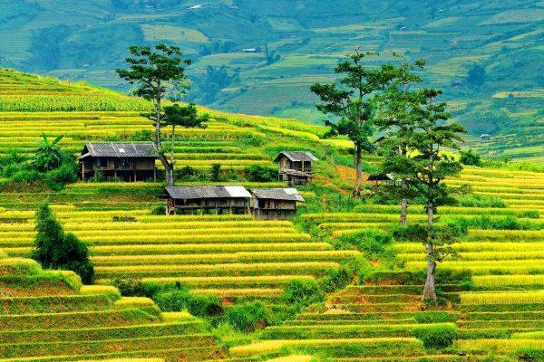 Trek into the timeless beauty of Mu Cang Chai’s terraced highlands
