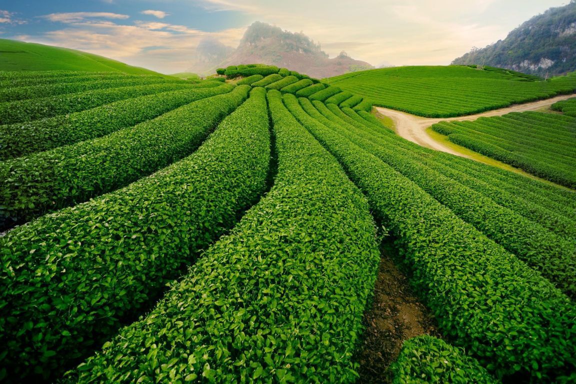 Wander through the Tea Hills of Tan Cuong – The Green Tea Capital of Thai Nguyen