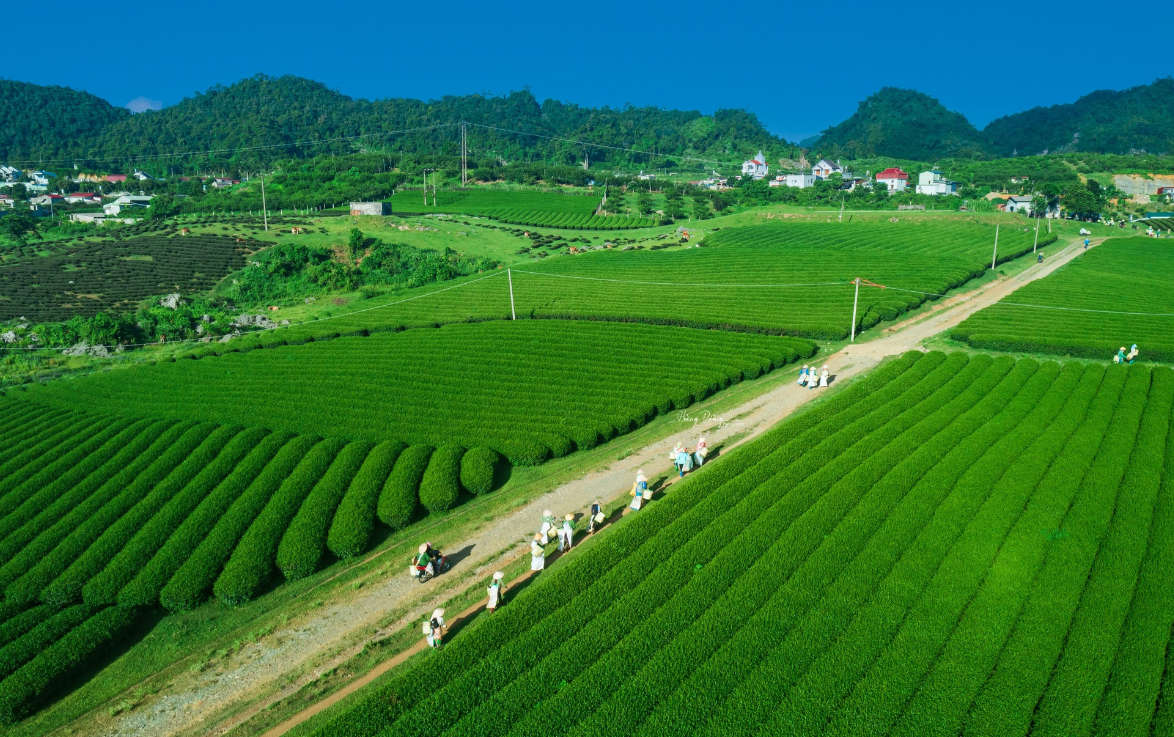 Wander Through the Endless Green of Moc Chau’s Tea Hills