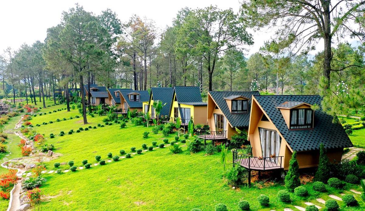 Stroll Beneath Tall Pines in the Tranquil Ban Ang Forest